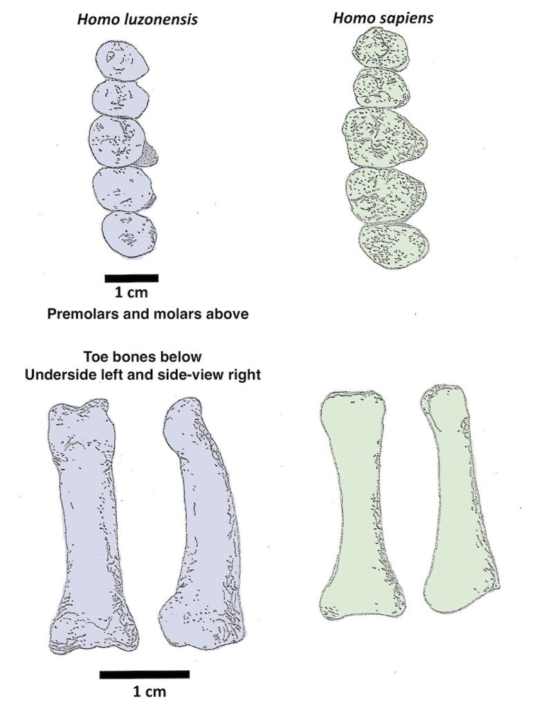 A grey and green set of teeth and toe bones side by side for comparison.