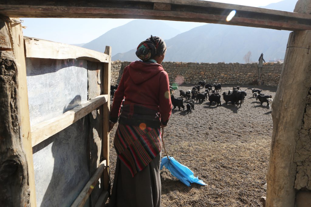 A woman wearing a red sweater and a skirt looks at a group of goats inside a large rock-walled pen.