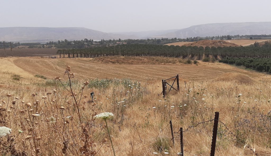 Brown grasses and white flowers cover a hill overlooking agricultural land, neatly planted trees, and flat top mountains in the distance.