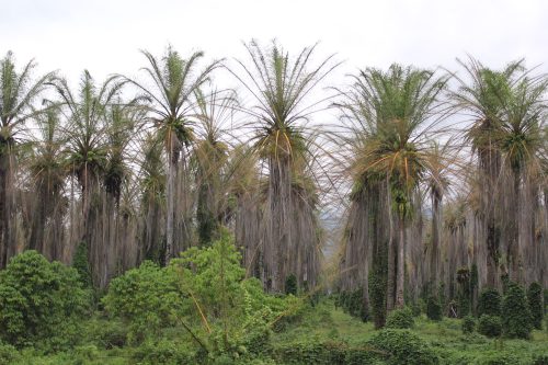 A grove of oil palm trees is shown turning brown.
