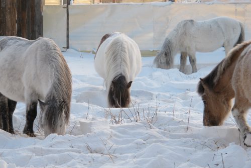 Brown and white horses graze on snow-covered grass in an open field under a white sky.