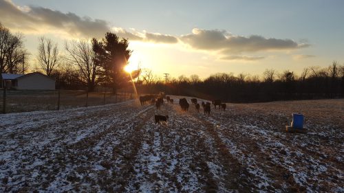 The sun hangs low over a wide, snowy field with trees, houses, cows, and a dog in the distance.