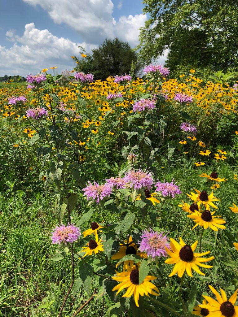A thick patch of wildflowers grows under a blue sky.