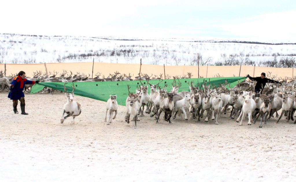 Two people wearing dark clothing hold a green tarp and separate a herd of black, grey, and white reindeer. Snow covers the landscape behind them.