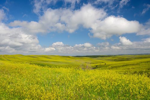 Green and yellow plants cover rolling hills under a bright blue sky with clouds, an example of pristine wilderness.