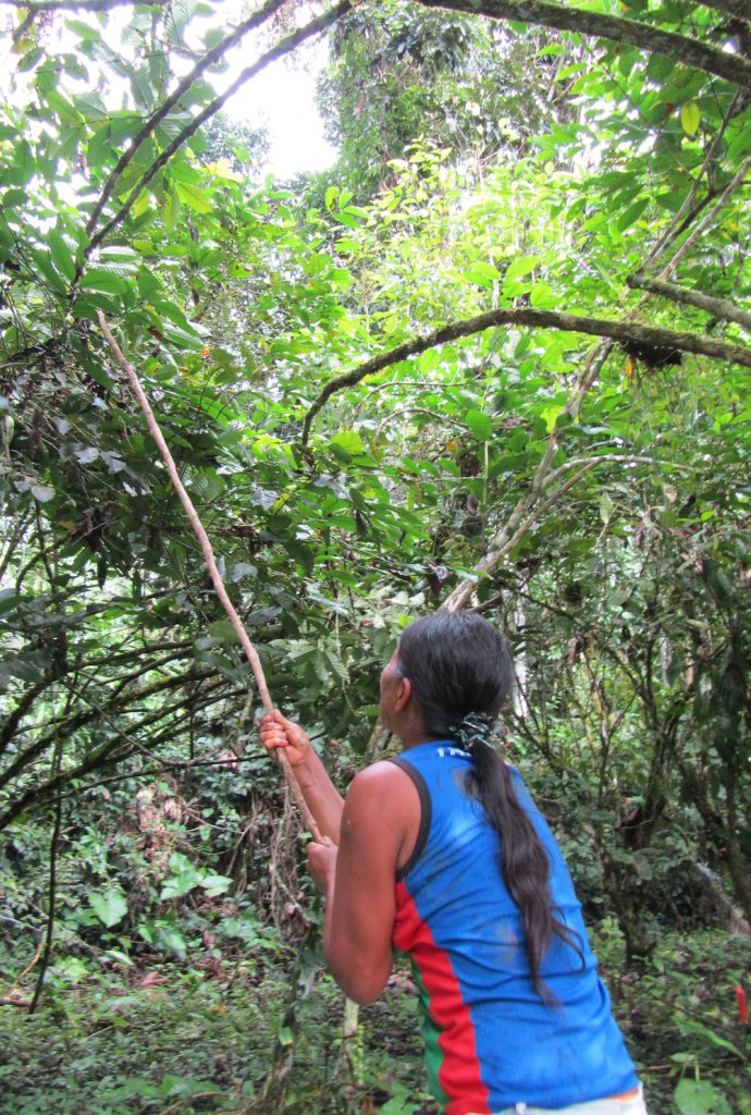 A woman with long dark hair wearing a blue and red shirt reaches into the tree canopy with a stick.