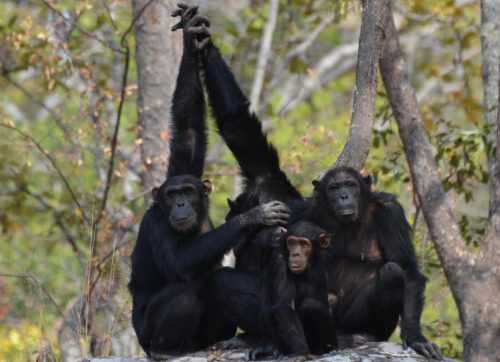 Four chimpanzees sit on a rock in front of trees. Two have one arm in the air and their hands are clasped.