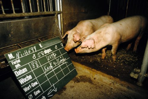 Two pigs stand in a pen next to a chalkboard with writing in German.
