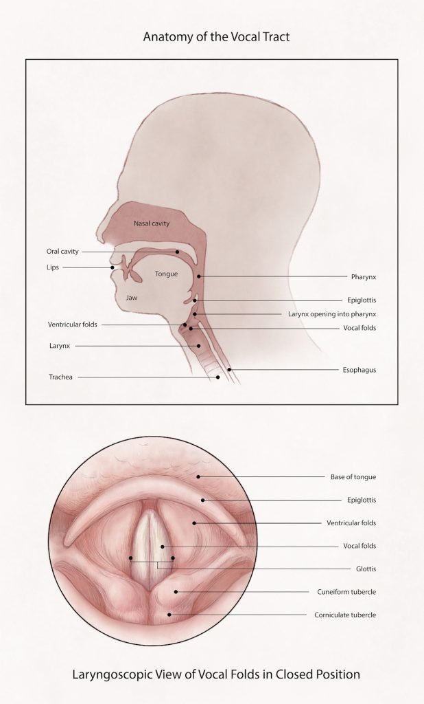 Two illustrations show the anatomy of the throat (top) and a laryngoscopic view of the vocal folds in a closed position (bottom).