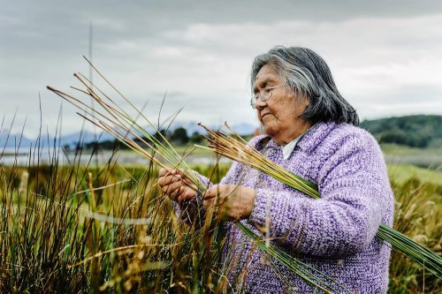 An elderly Yaghan woman with shoulder-length black and gray hair wears a purple sweater and stands in a grove of reeds, holding reeds in her hands and under one arm.