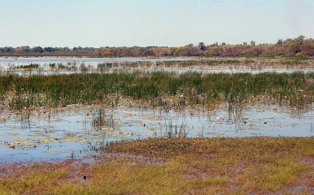 A landscape photo shows brown and green long and short grasses growing in and on top of still water.