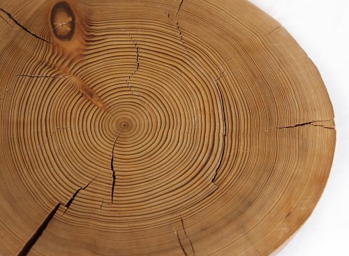 A light-brown cross section of a tree shows narrow and wide tree rings.