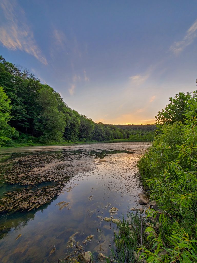 A photo shows a waterway covered in aquatic plants cutting through a forest of large green trees with a sunset in the background.