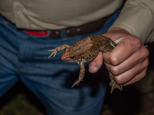A close-up shot shows a hand gripping a live bullfrog by its back legs.