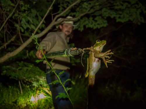 A man wearing a cowboy hat holds a long pronged spear with the body of a frog dangling from the end.