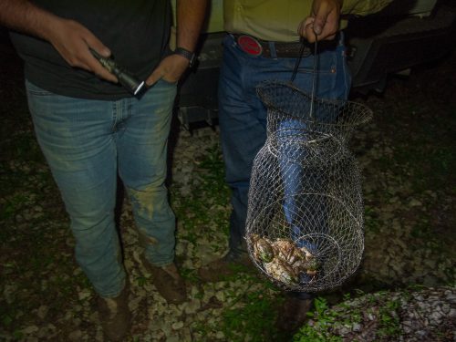 Two people wearing jeans and boots stand holding a flashlight and a wire mesh basket with hunted frogs inside.