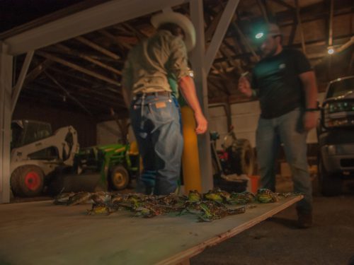In a garage filled with tractors and other vehicles, the bodies of frogs are lined up on a wooden board, while two men stand in the background.