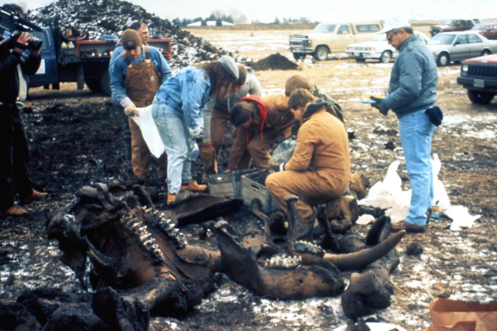 Um grupo de pessoas em jeans, luvas de trabalho e botas se reúne em torno de um esqueleto semienterrado de um grande animal.