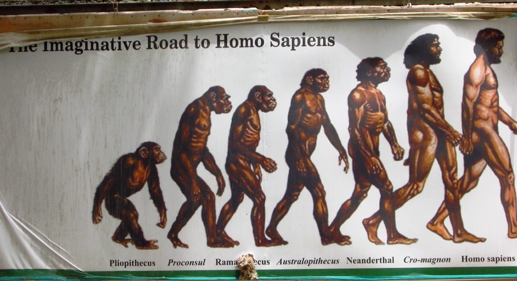 A poster features seven animated figures walking in a line beneath text that reads “The Imaginative Road to Homo Sapiens.” The figures increase in size from a small ape on the left to a modern-day man on the right.