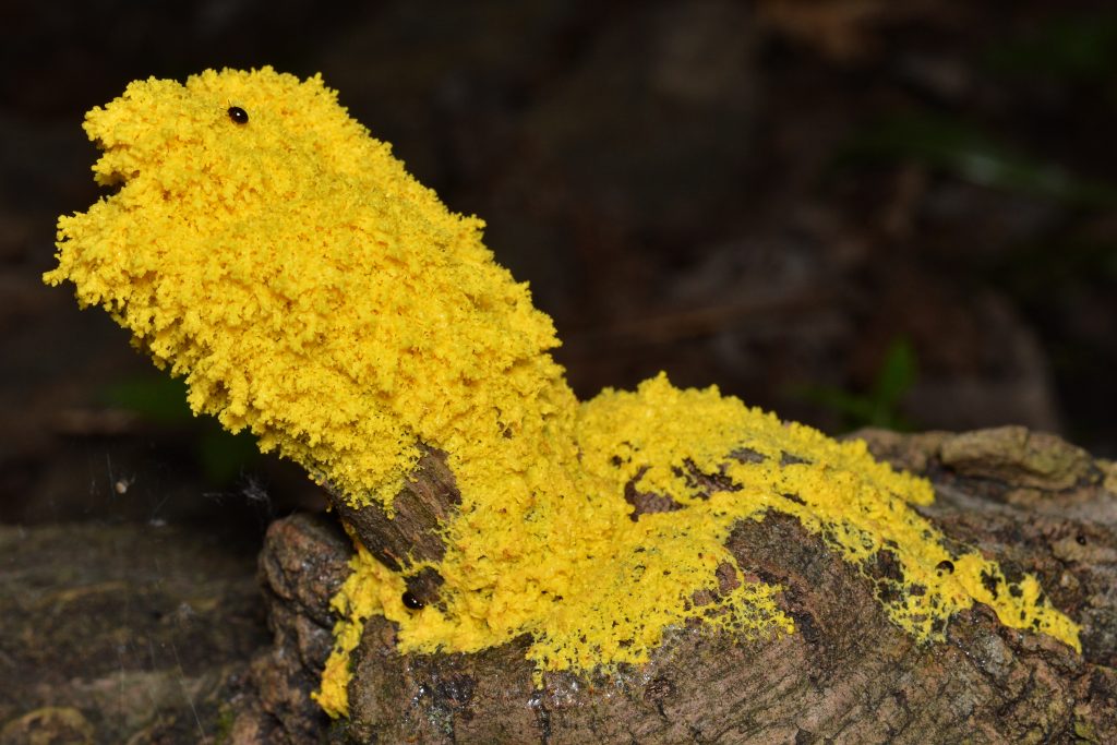 A photograph shows bumpy yellow mold fully covering one branch of a tree and a small black bug sitting near the top.