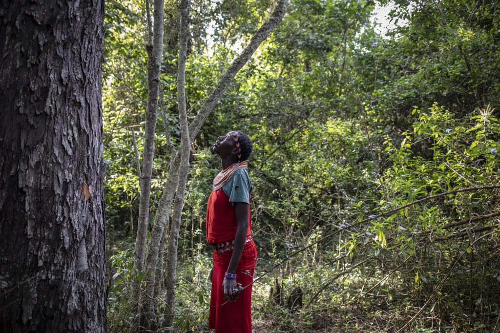 A woman in a forest stands in front of a large tree trunk and looks up at the treetops.