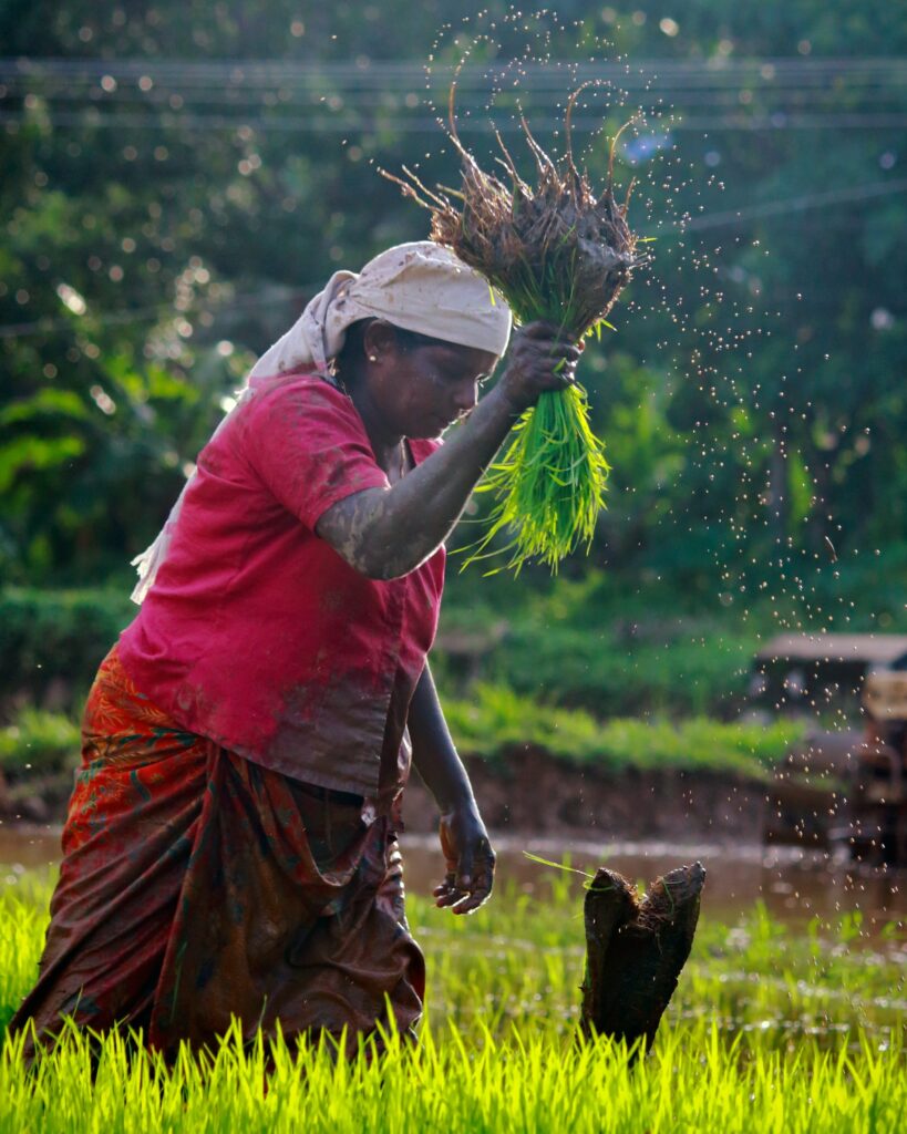 A woman wearing a magenta shirt and red skirt holds a green rice plant with roots and soil attached.