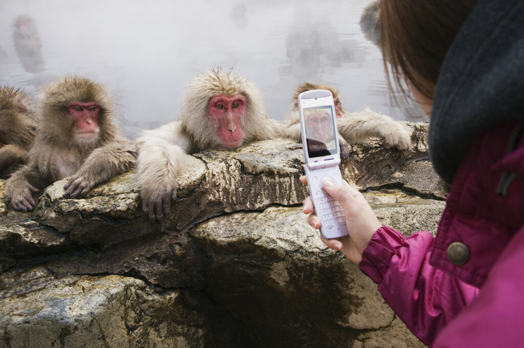 A photograph features three macaques with red faces and beige fur soaking in hot springs as a person takes their picture with a cellphone.