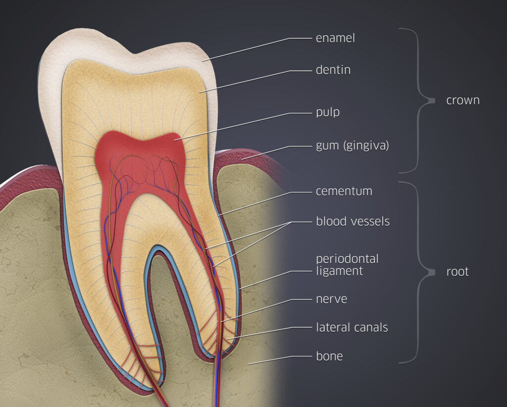 With red for blood vessels and pulp, tan for dentin, and white for enamel, this illustration shows the layers of a human tooth.