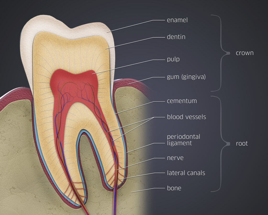 Com vermelho para vasos sanguíneos e polpa, castanho para dentina e branco para esmalte, esta ilustração mostra as camadas de um dente humano.