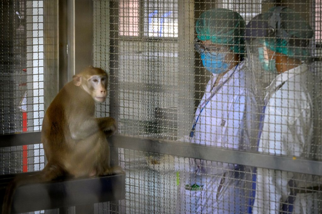 A photograph features a monkey perched near one wall of a wire cage with two people in white lab coats, blue face masks, and green hairnets on the other side.