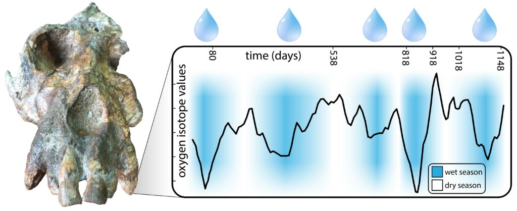 Um crânio parcial de um humano antigo fica à esquerda de um gráfico de linhas sombreado em azul e branco com “valores de isótopos de oxigênio” em seu eixo y e “tempo [em] dias” em seu eixo x.  A chave do gráfico correlaciona azul com “estação chuvosa” e branco com “estação seca”.