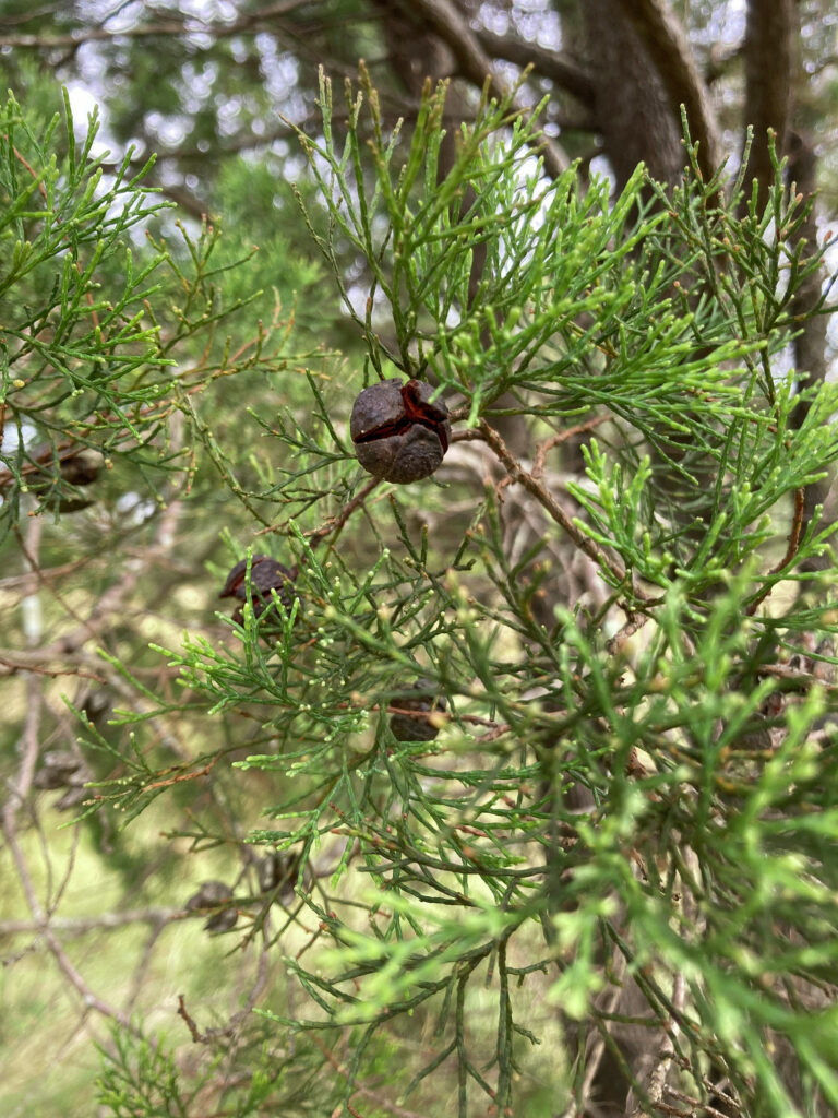 A close-up image features thin brown tree branches with spindly green needles and a few nuts growing on them.