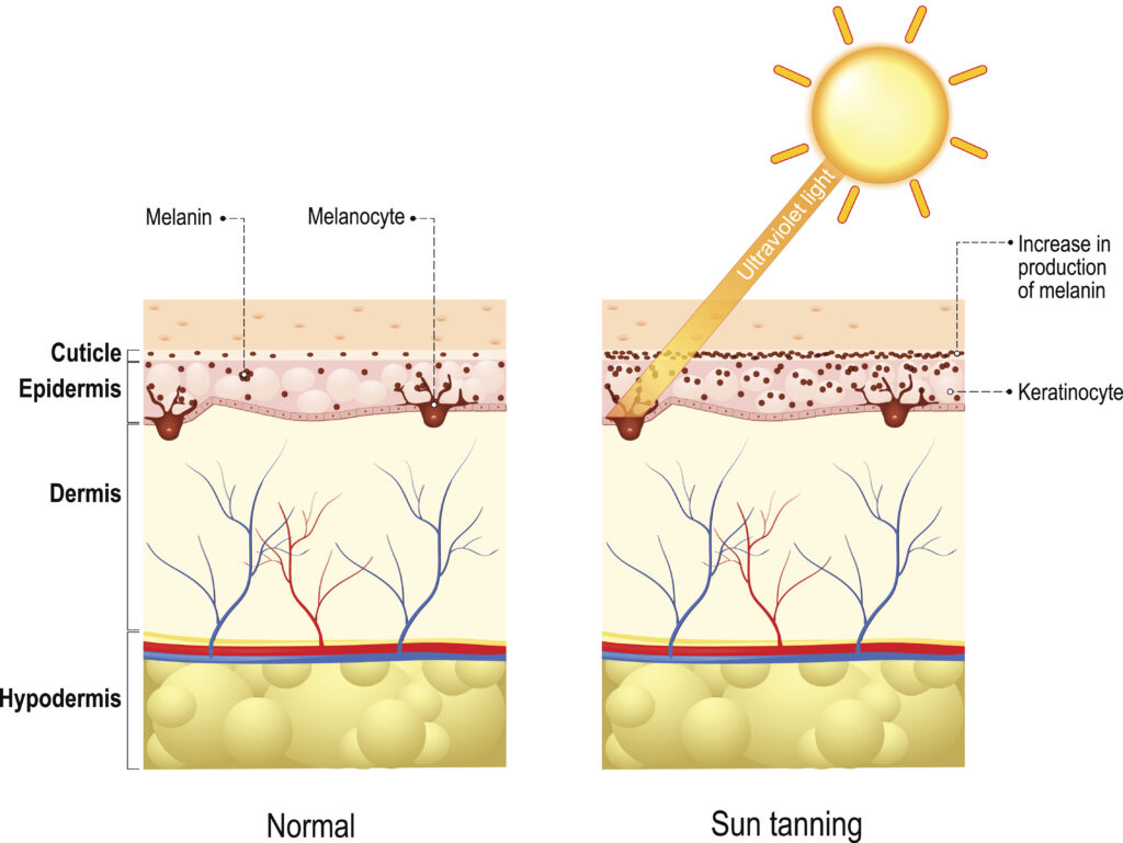 A graphic animates the layers of human skin—epidermis, dermis, and hypodermis—in two versions, the left labeled “normal,” and the right labeled “sun tanning.”