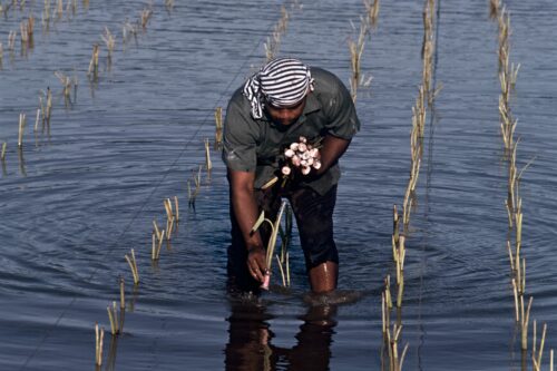 A person wearing a blue-and-white-striped headwrap wades calf-deep in water, bending over to harvest long, woody crops planted in rows.