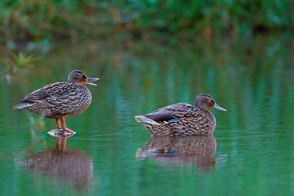 Two brown and white ducks stand in a body of water against a green, tropical background.