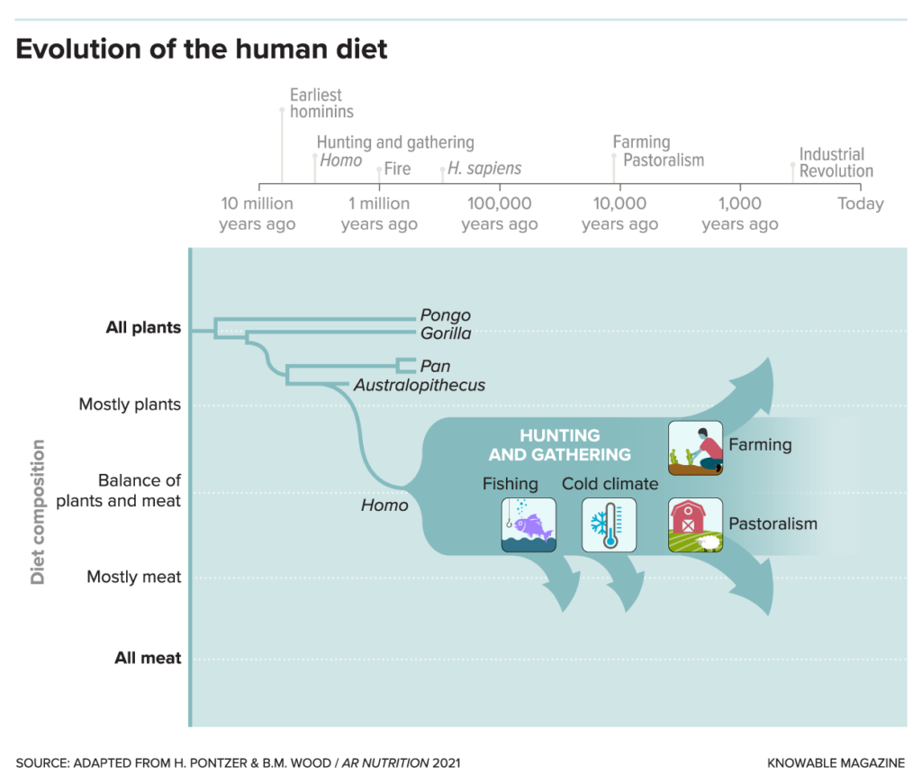 A chart graphic—with a timeline along its top and “diet composition” ranging from all plants to all meat along its left side—has small pictures correlated with fishing, cold climate, pastoralism, and farming scattered inside of a rectangular shape with arrows pointing in various directions.