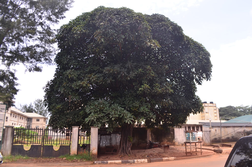 A photograph features a large tree fully topped with green leaves along the side of a dirt road and in front of an iron and concrete fence that encloses green grass. A car is partially visible in the foreground, and beige buildings lie in the background.