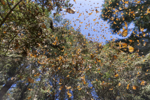 Una fotografía orientada hacia arriba muestra frondosas ramas de árboles cubiertas de mariposas naranjas y negras contra un cielo azul.