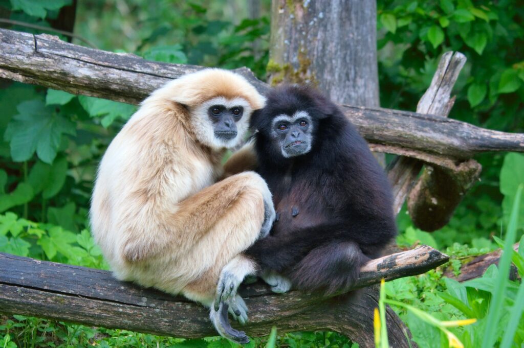 Two monkey-like animals—one beige and one black—perch side-by-side on a tree branch.