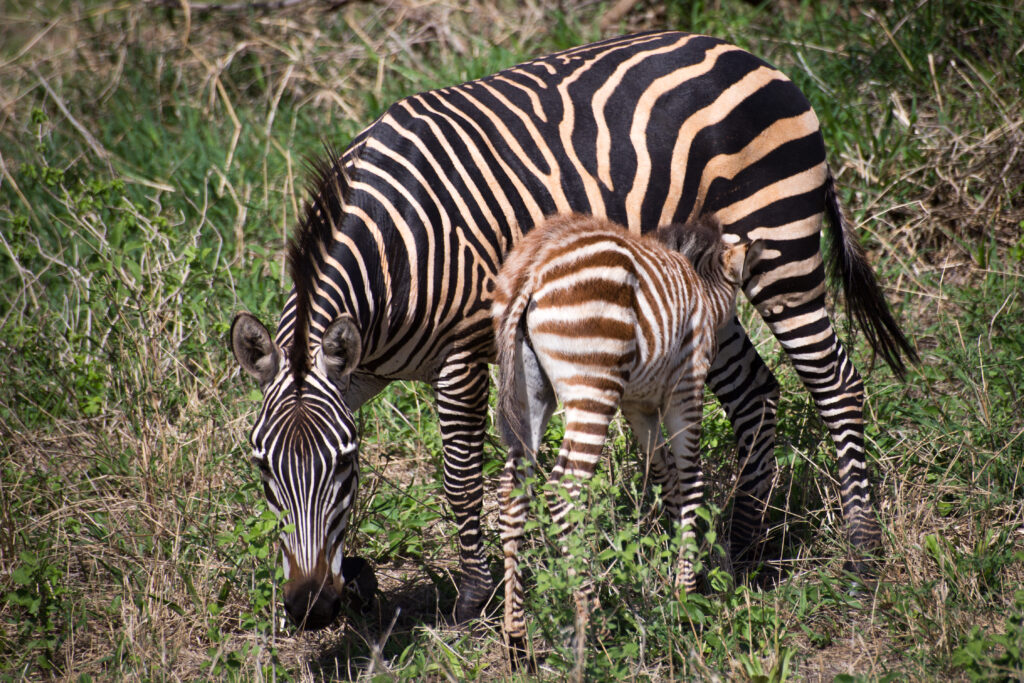 A young zebra drinks its mother’s milk as they stand in a grassy field.