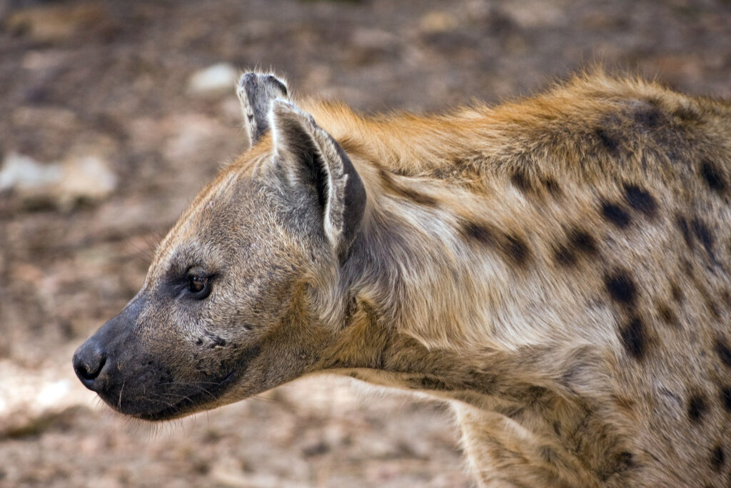 A close-up photograph features a spotted hyena looking left against a background of light-brown rocks and dirt.