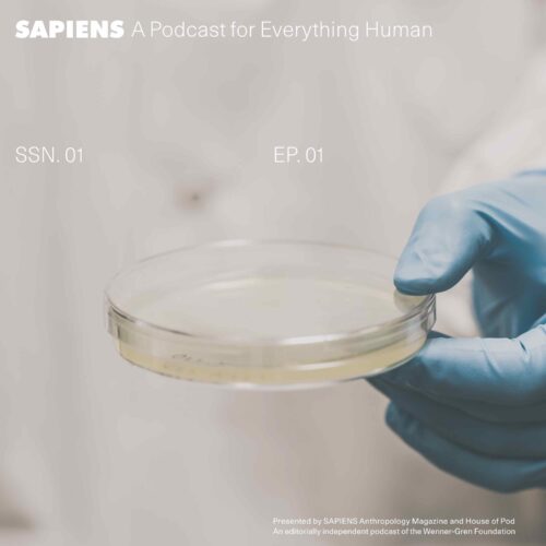 A blue glove holds a petrie dish.