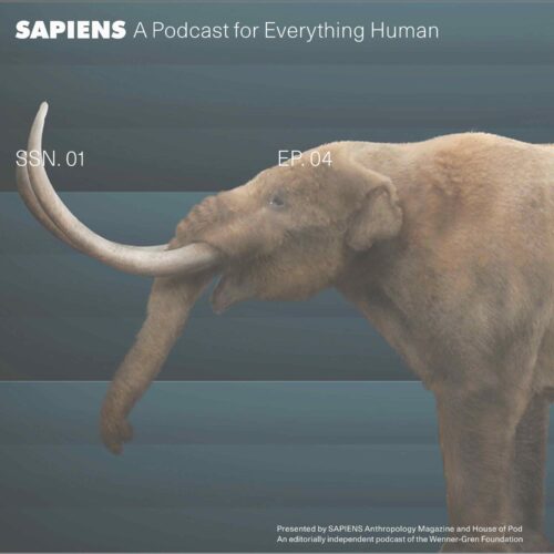 A recreated mastodon is seen in profile in front of a blue wall.