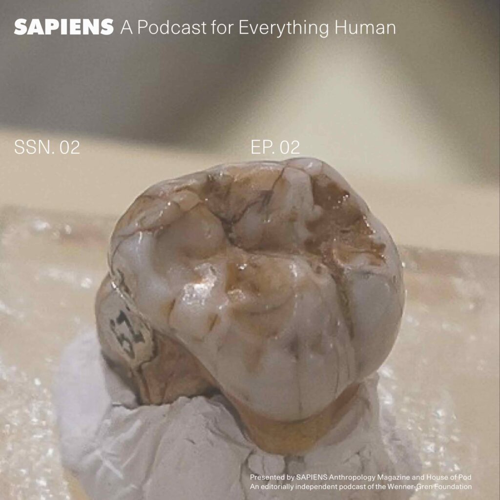 A close up of a whole, glossy tooth set on a white table.