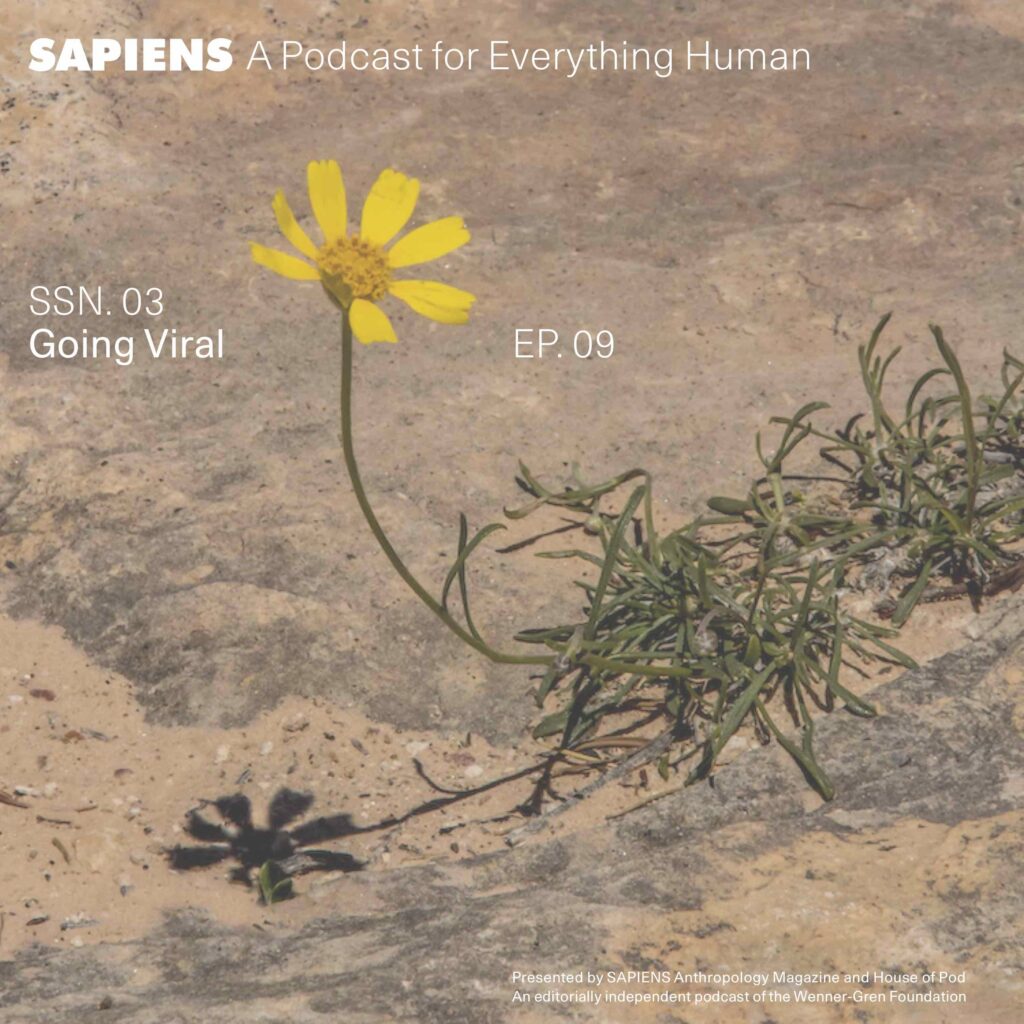 A bright yellow flower finds life in a desert landscape.