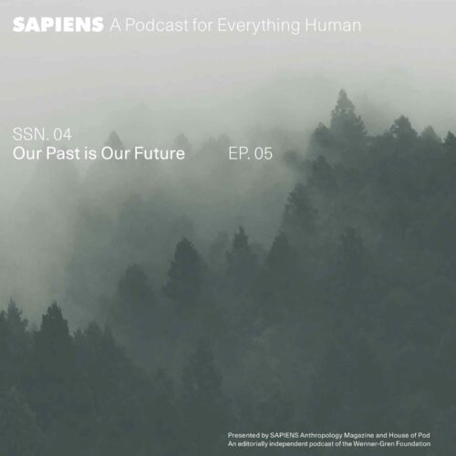 A forest in dark greens and blues shrouded in mist.