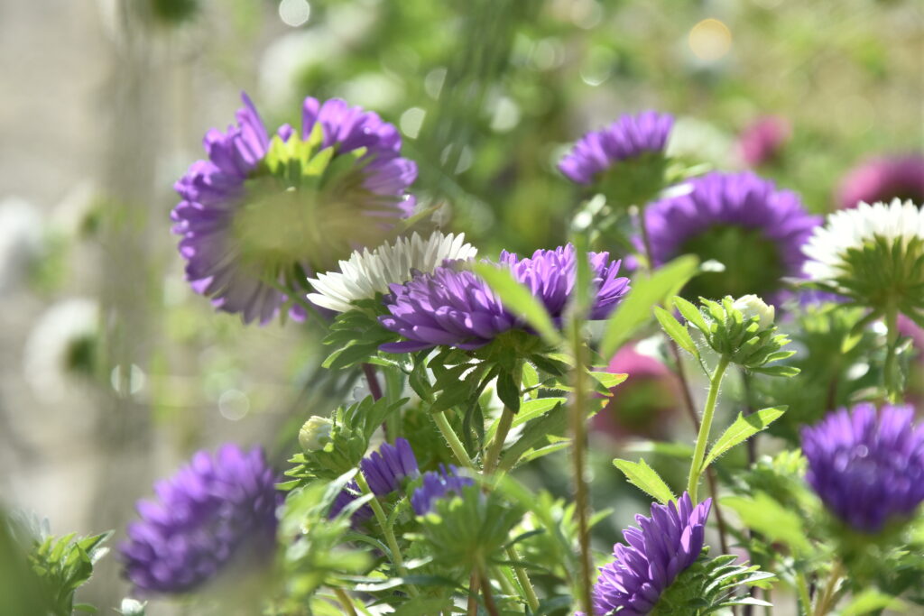 A close-up image shows purple flowers with green stems in a sunny field.