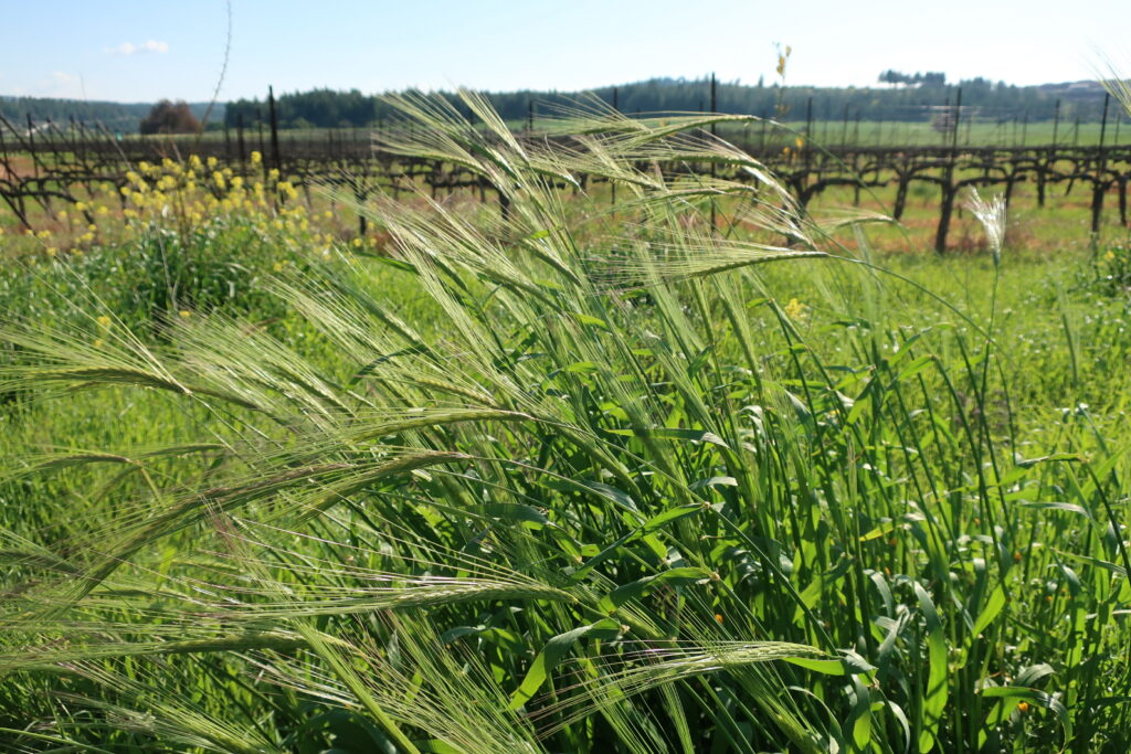 A photograph features tall green grasses topped with long, lighter green blades of tilting grass with more green grass and yellow flowers behind.