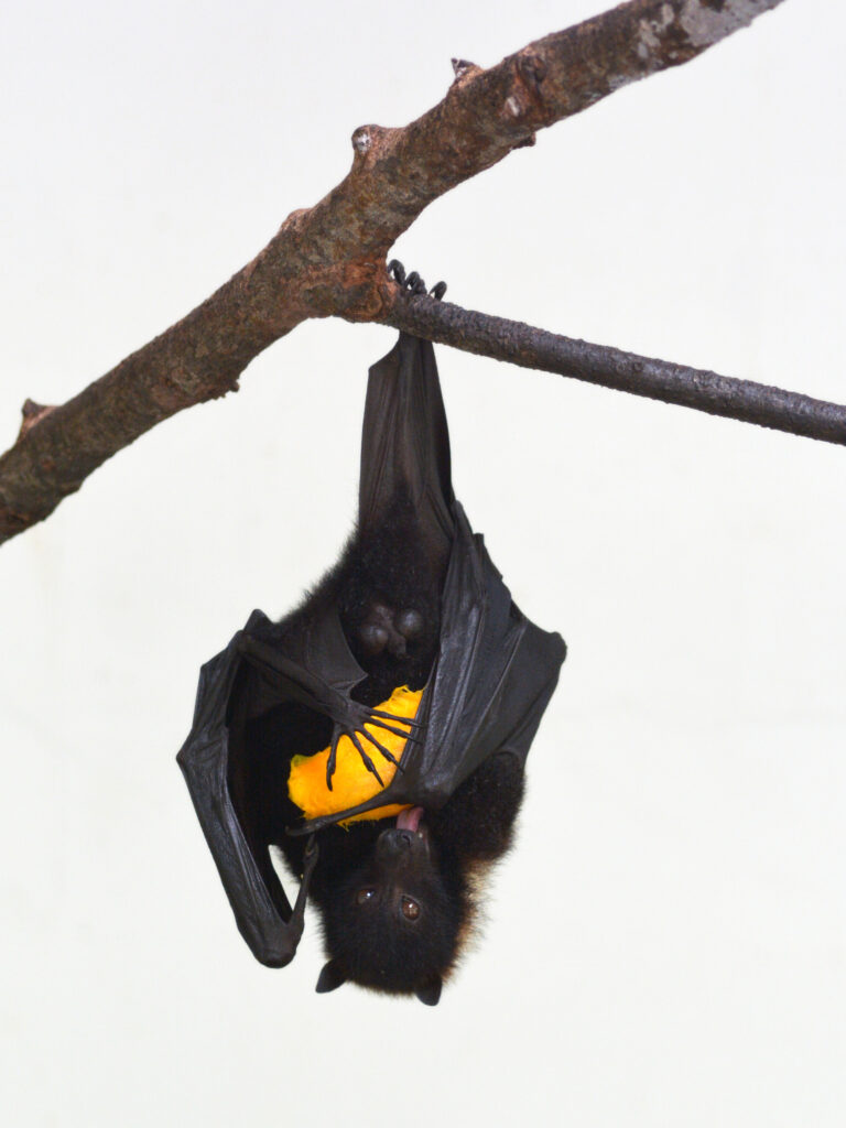 A photograph features a black bat hanging upside-down from an otherwise bare tree branch. The bat tightly holds a yellow object in its wings.