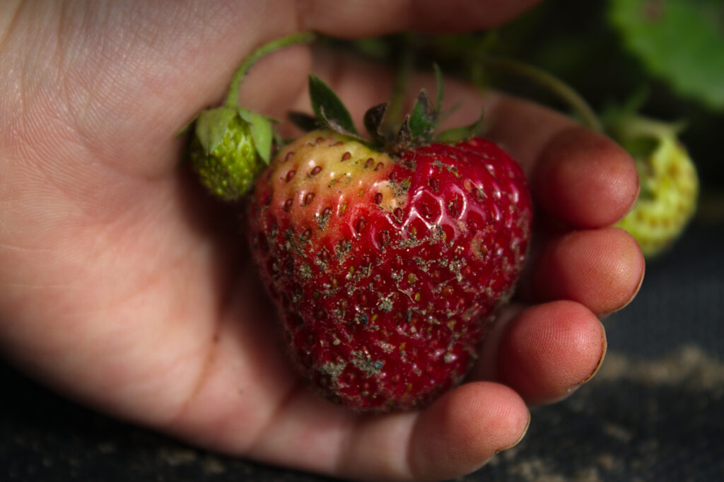 A photograph features a hand holding a ripe red strawberry.